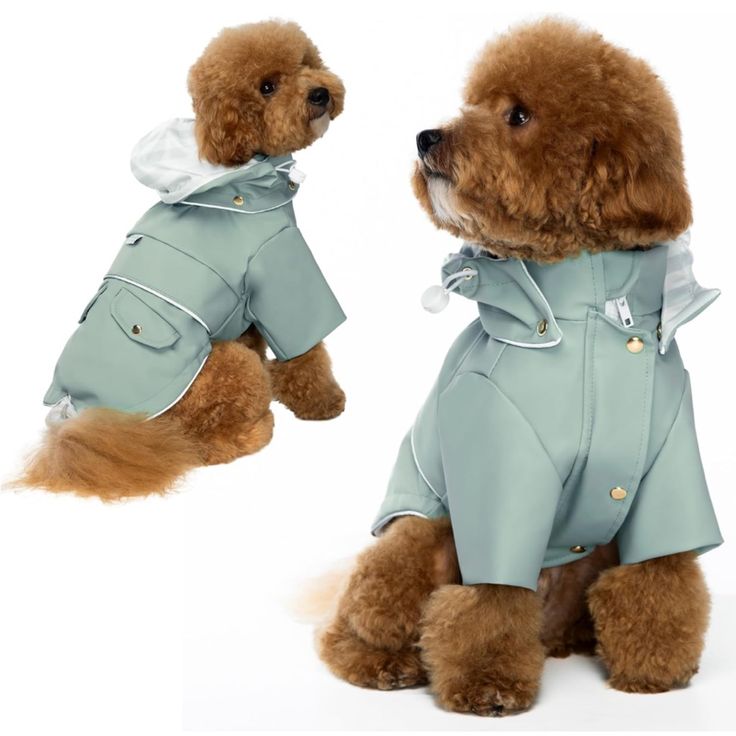 Dog Rain Coat with Hood: How to Choose the Perfect Fit post thumbnail image