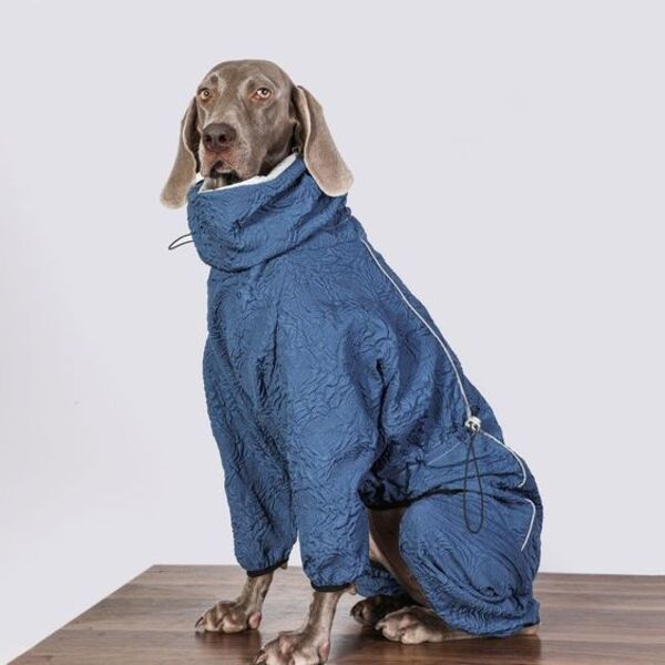 Dog Coat For Large Dogs: Tips For Choosing The Perfect Fit post thumbnail image