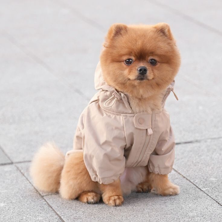 dog coat