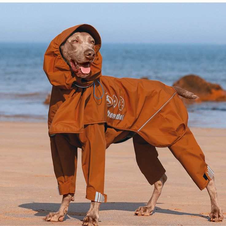 dog rain coat
