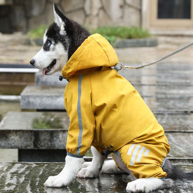 dog rain coat with hood