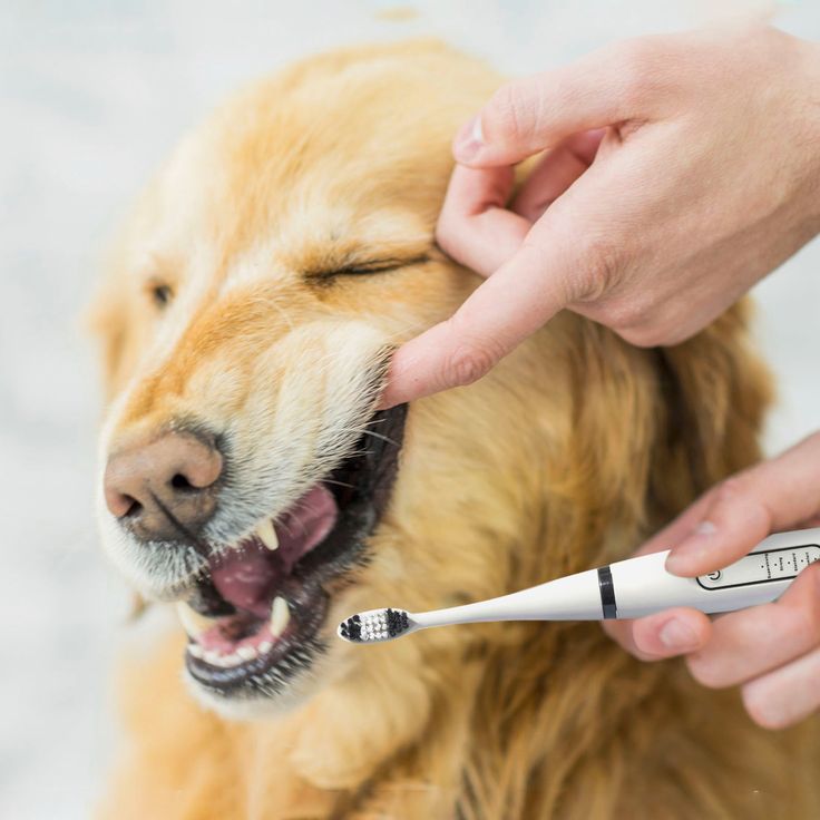 Canine electric toothbrush